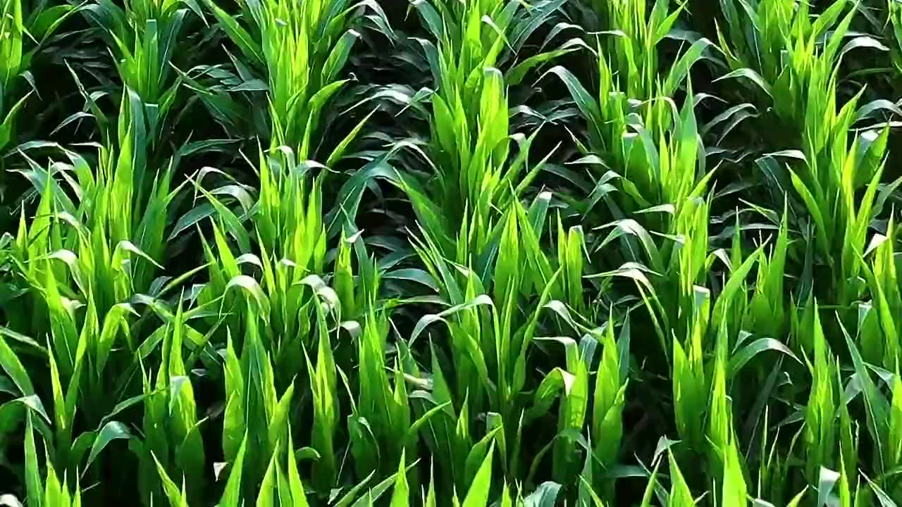 Close view of corn leaves