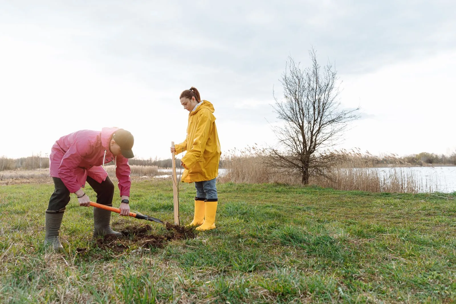 Two volunteers planting a young tree beside a wetland