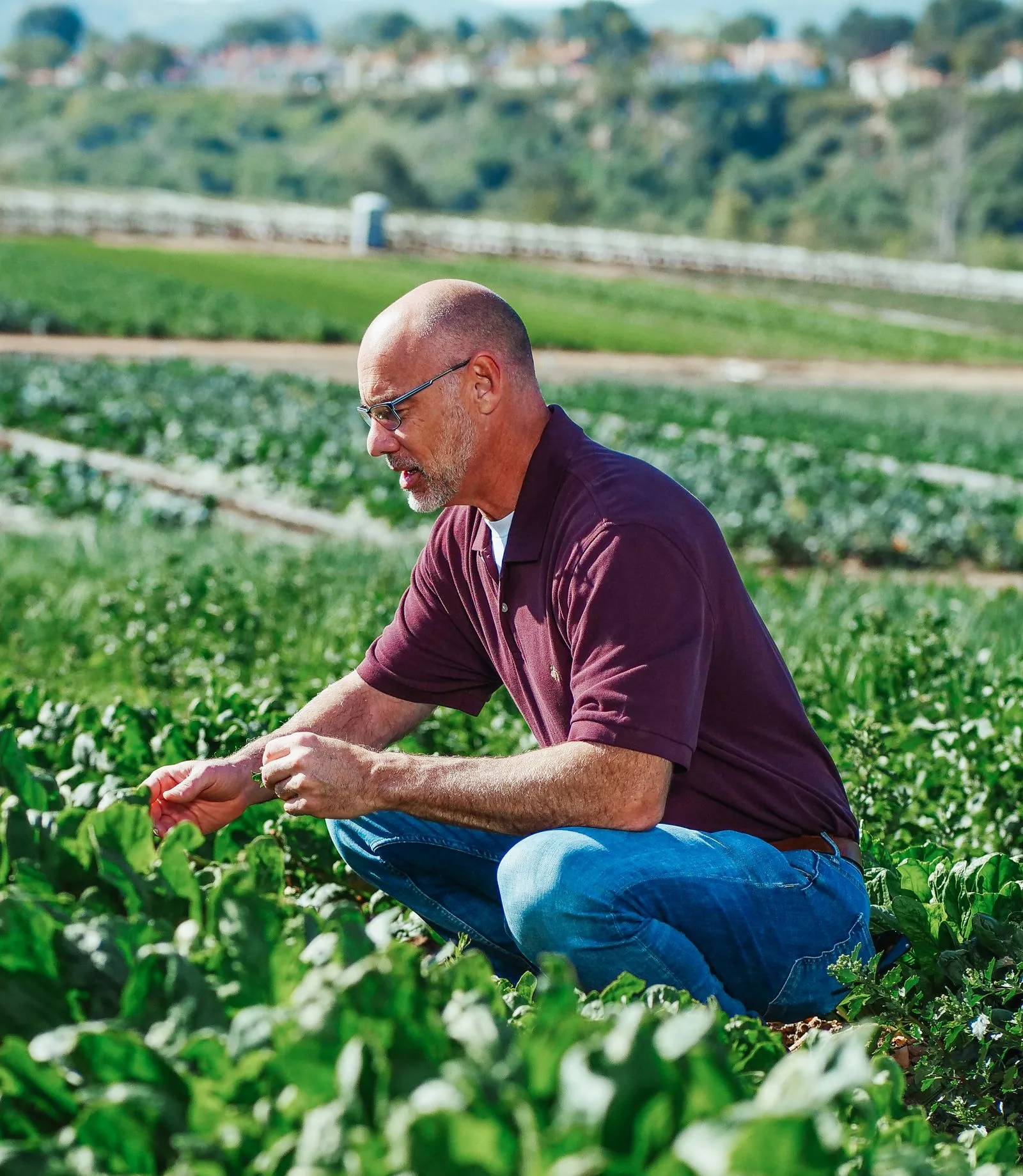 A man inspecting leafy crops growing in a field