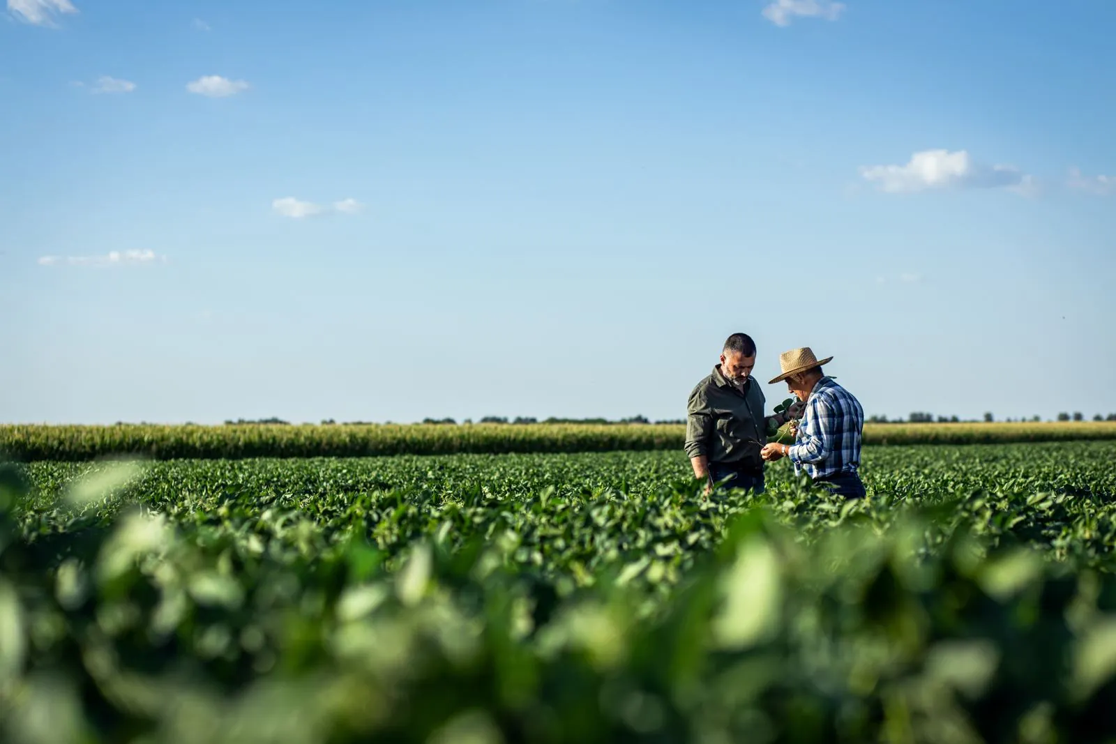 Two people discussing a crop in a green field