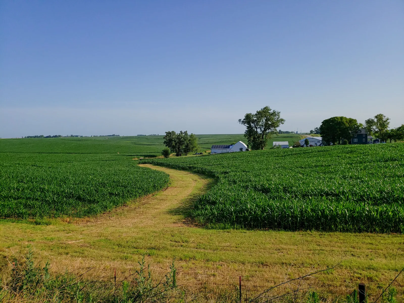 A grassy farm lane between cornfields in Maysville, Iowa
