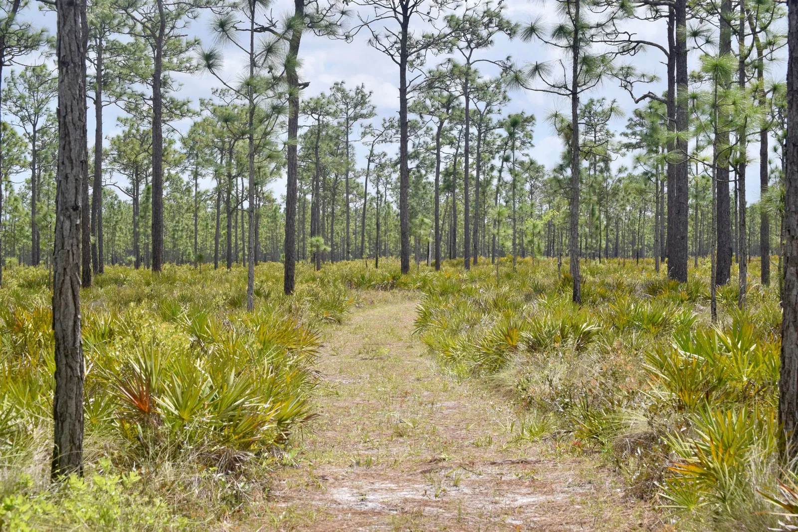 A sandy walking trail through open pine woodland